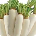 Củ cải trắng - Công Ty TNHH Nông Sản Thực Phẩm Xanh Xanh